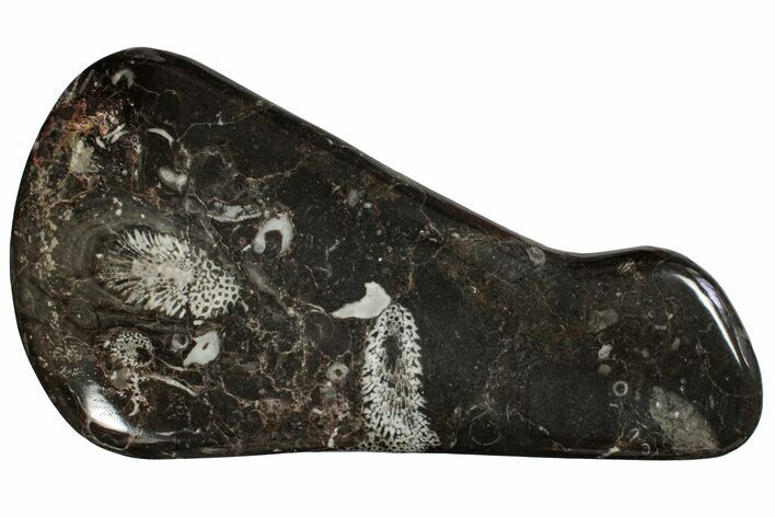 Polished Devonian Fossil Coral and Bryozoan Plate - Morocco #256577